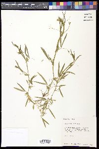 Lathyrus pusillus image