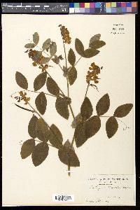 Media resource of Lathyrus davidii