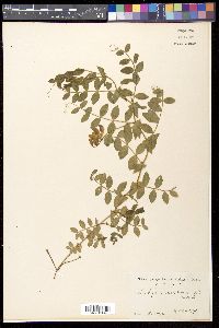 Lathyrus maritimus image
