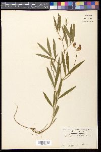 Lathyrus palustris image