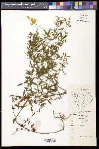 Lathyrus pratensis image