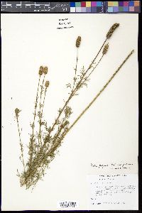 Dalea purpurea var. purpurea image