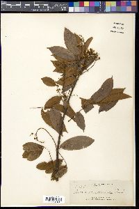 Derris pubipetala image