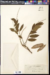 Derris elliptica image