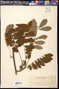 Derris elliptica image