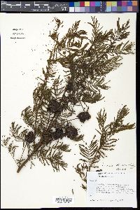 Desmanthus illinoensis image