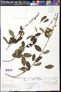 Desmodium incanum image