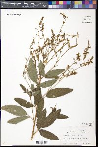 Desmodium canadense image