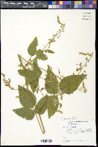 Media resource of Desmodium acanthocladum