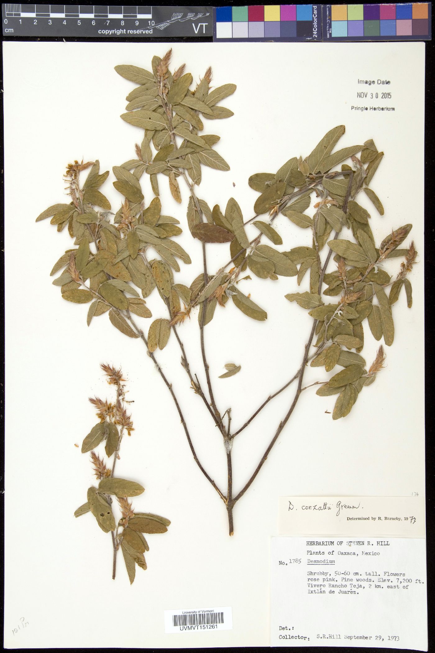 Desmodium conzattii image