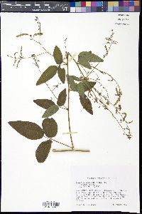 Desmodium glabellum image