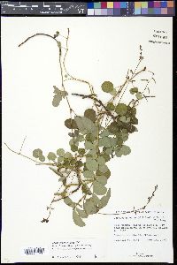 Desmodium incanum var. incanum image