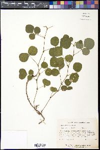 Desmodium rotundifolium image