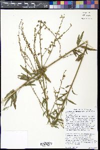 Desmodium sessilifolium image