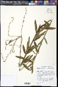Desmodium sessilifolium image