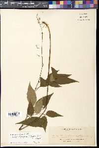 Hylodesmum laxum image