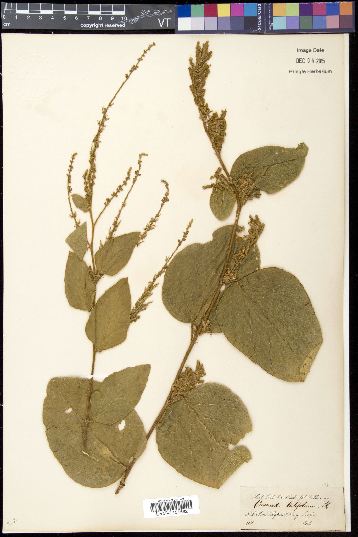Desmodium latifolium image