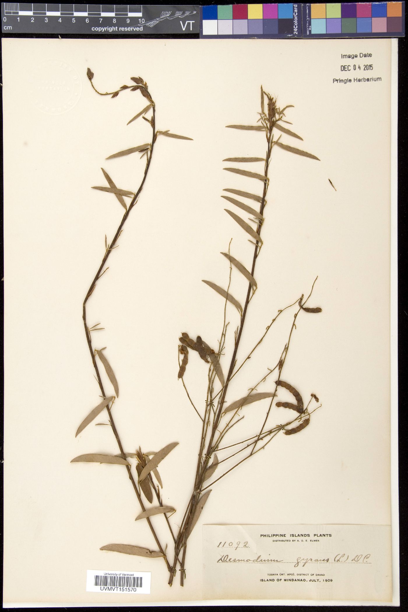 Desmodium gyrans image