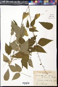 Hylodesmum podocarpum image