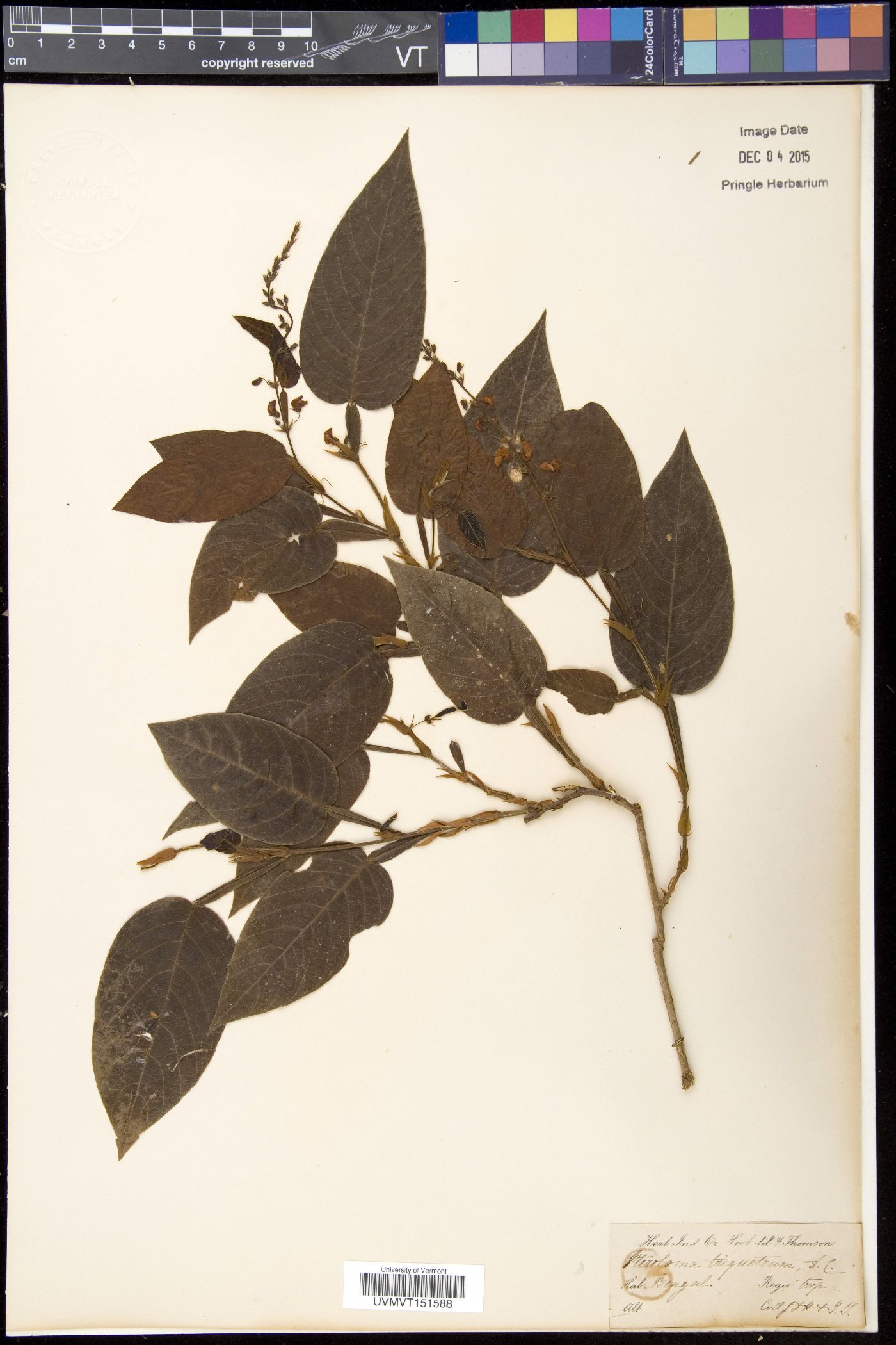 Tadehagi triquetrum image