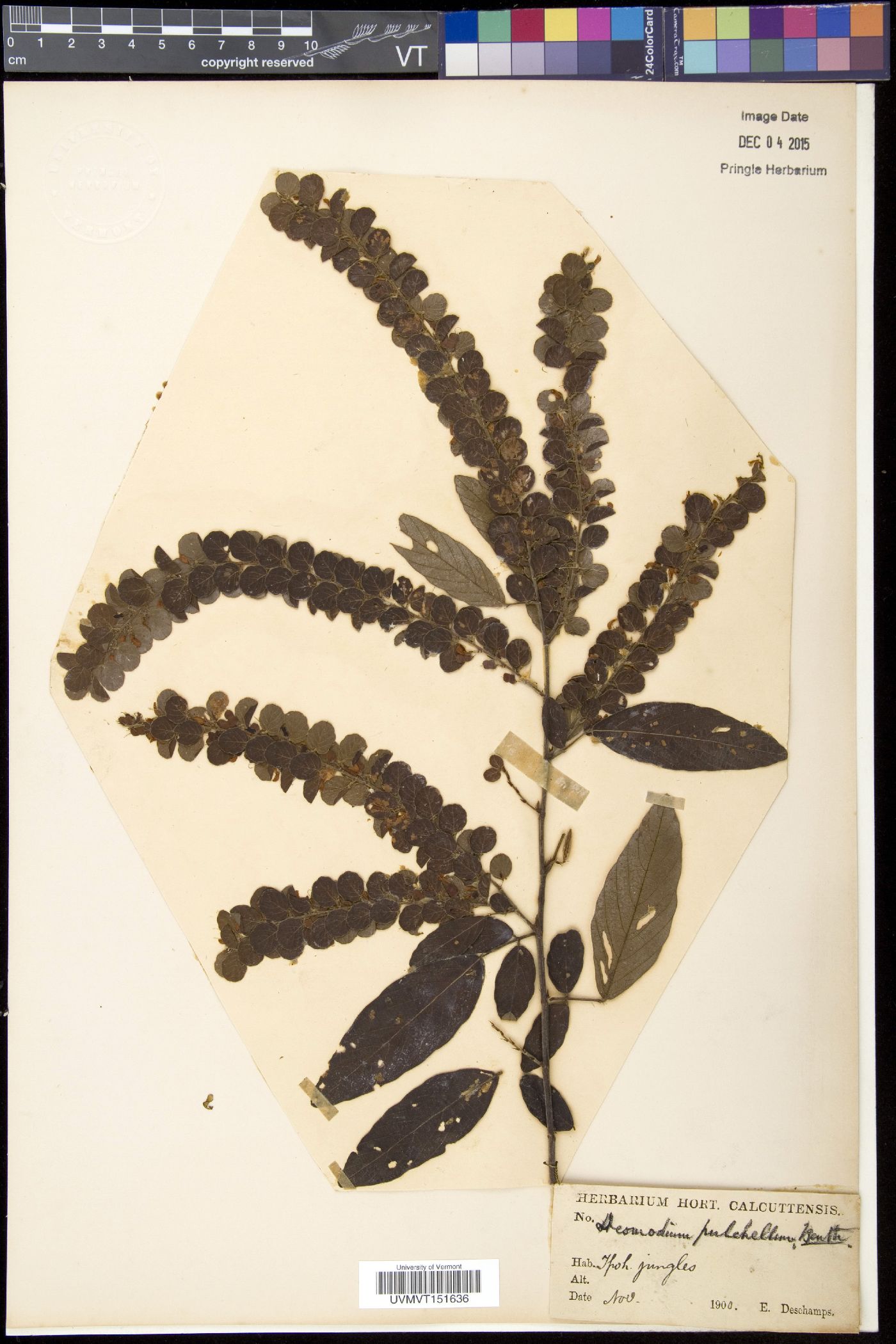 Phyllodium pulchellum image