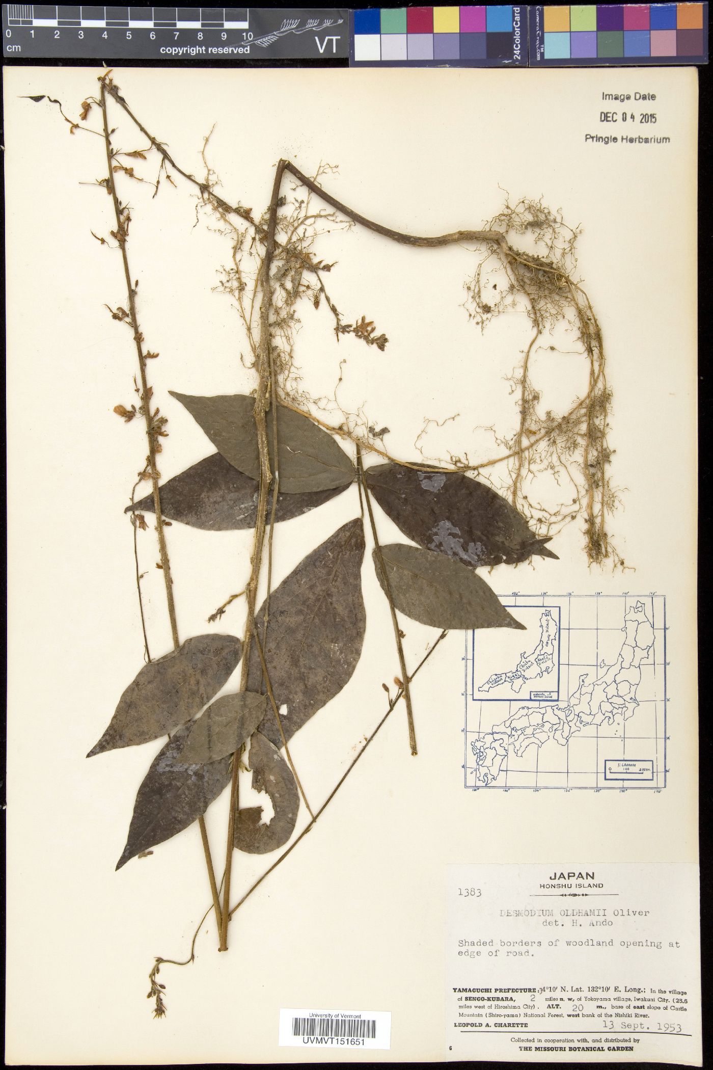 Desmodium oldhamii image