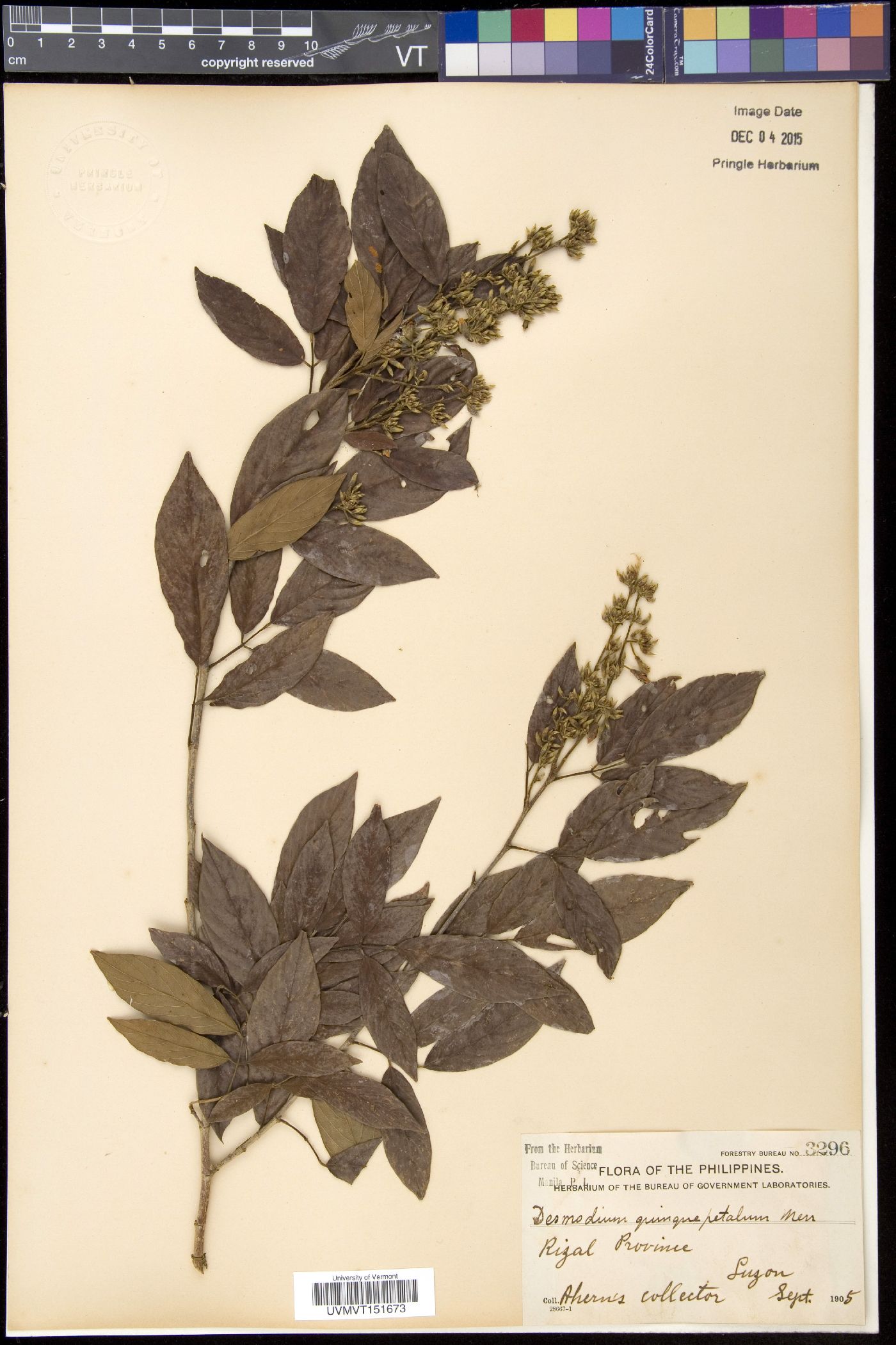 Dendrolobium quinquepetalum image