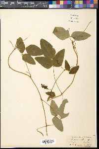 Media resource of Dumasia villosa
