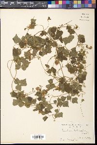 Dunbaria villosa image