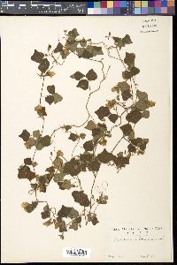 Dunbaria villosa image