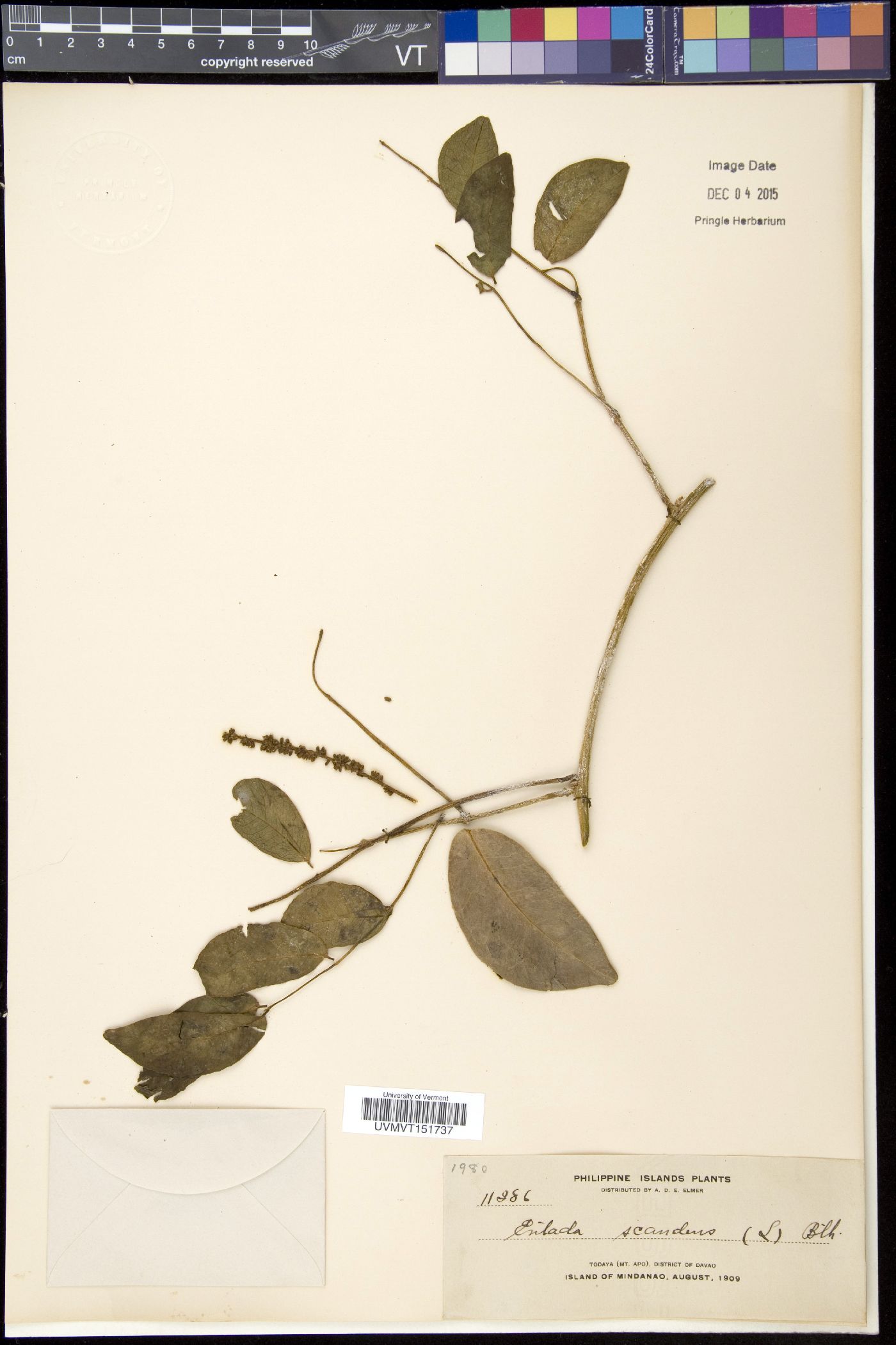 Entada scandens image