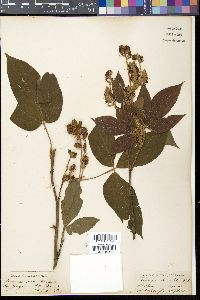 Media resource of Flemingia semialata