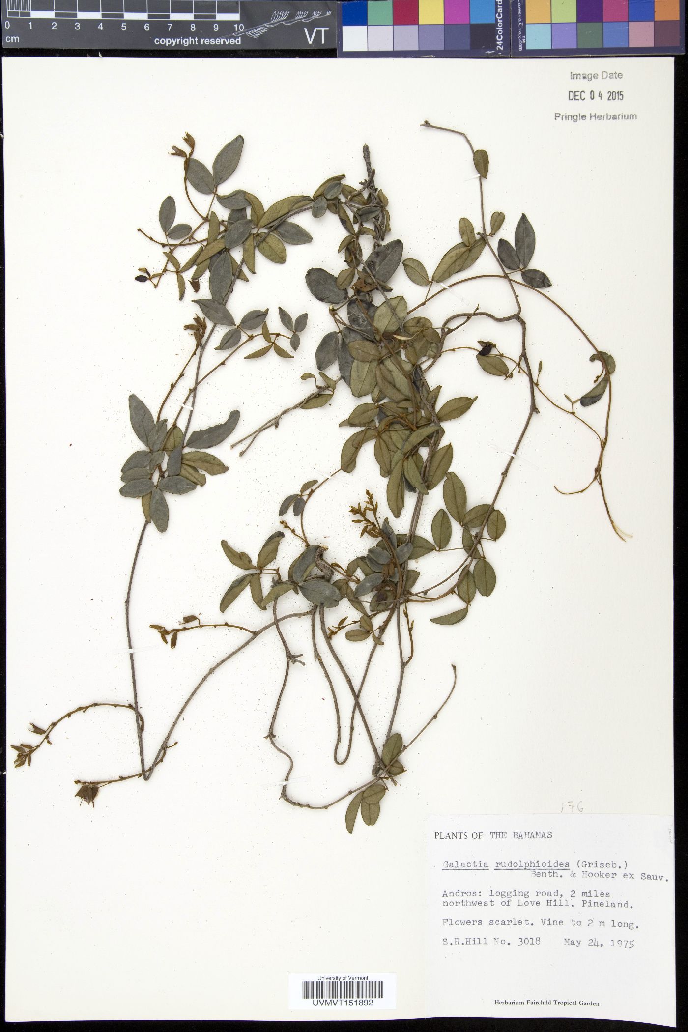 Galactia rudolphioides image