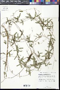 Galactia pinetorum image