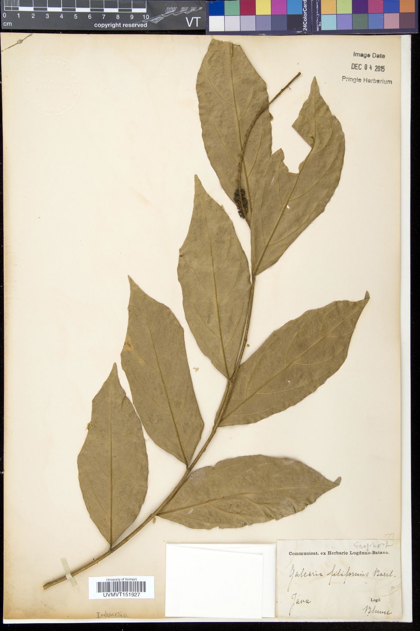 Galearia image