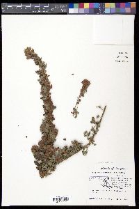 Lespedeza stuevei image