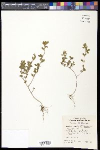 Kummerowia striata image