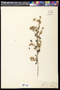 Campylotropis speciosa subsp. eriocarpa image