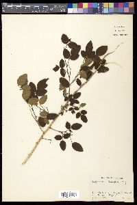 Lespedeza buergeri image