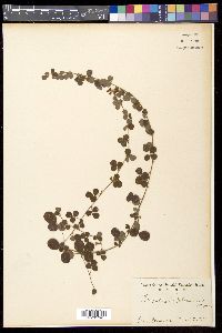 Lespedeza pilosa image