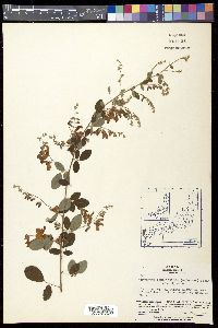 Lespedeza bicolor image