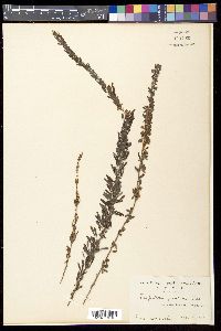Lespedeza cuneata image