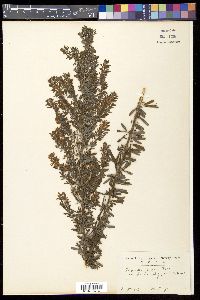Lespedeza cuneata image