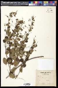 Lespedeza homoloba image