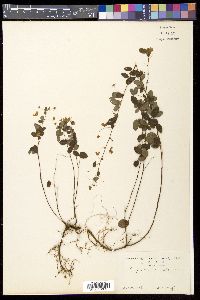 Lespedeza virgata image