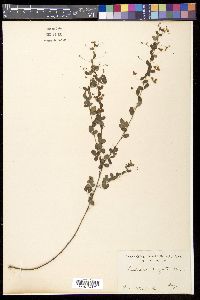 Lespedeza virgata image
