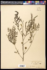 Leucaena leucocephala image