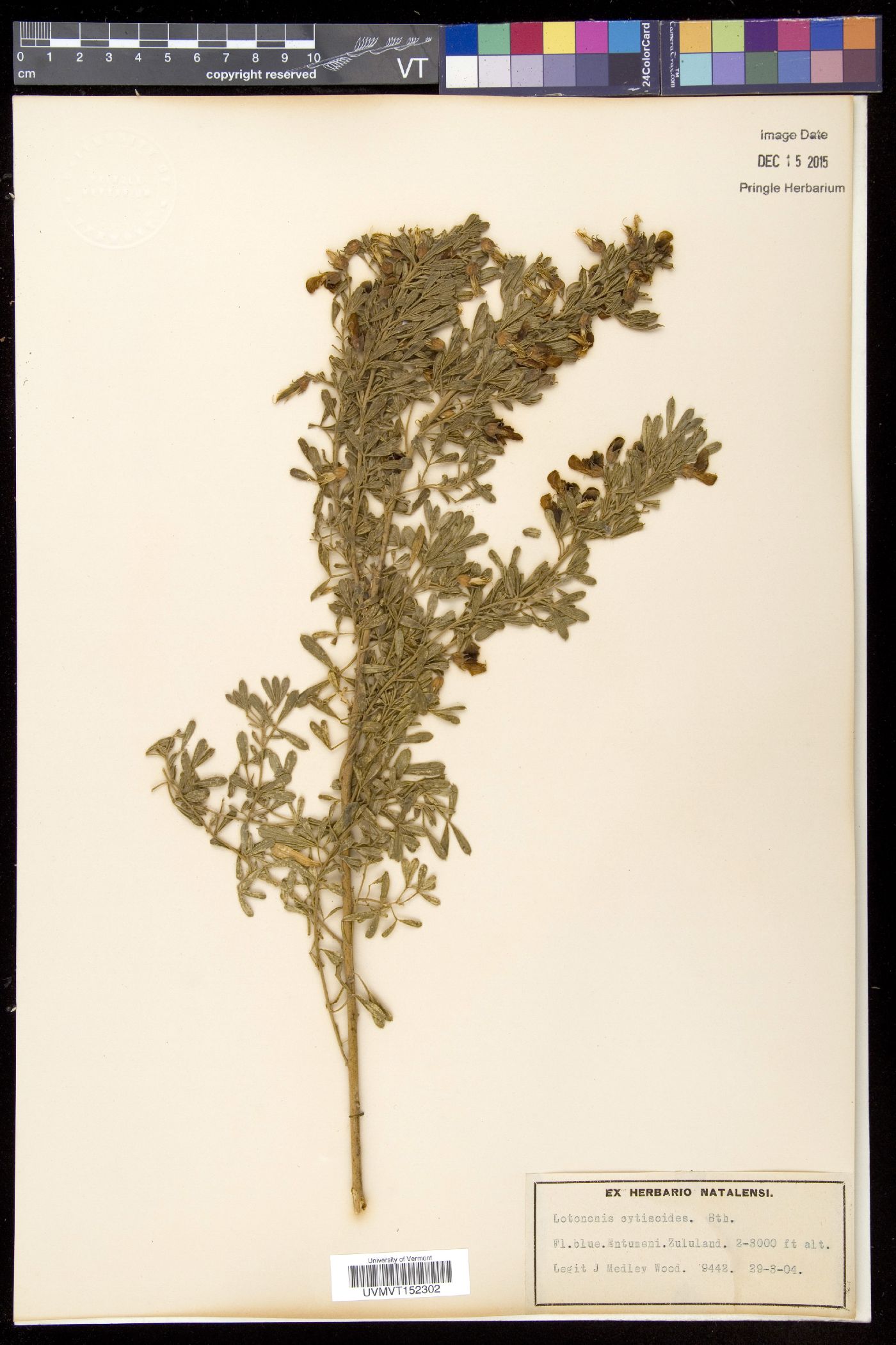 Lotononis image