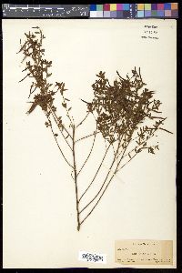 Lotus helleri image