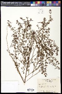 Lotus helleri image